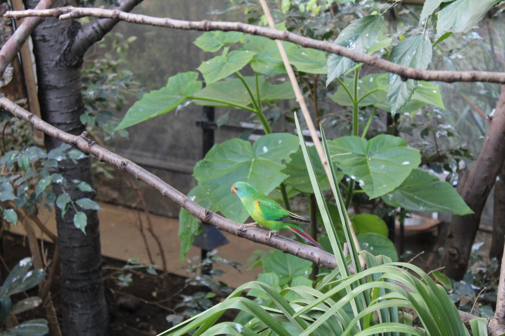 Swift parrot (Lathamus discolor)
