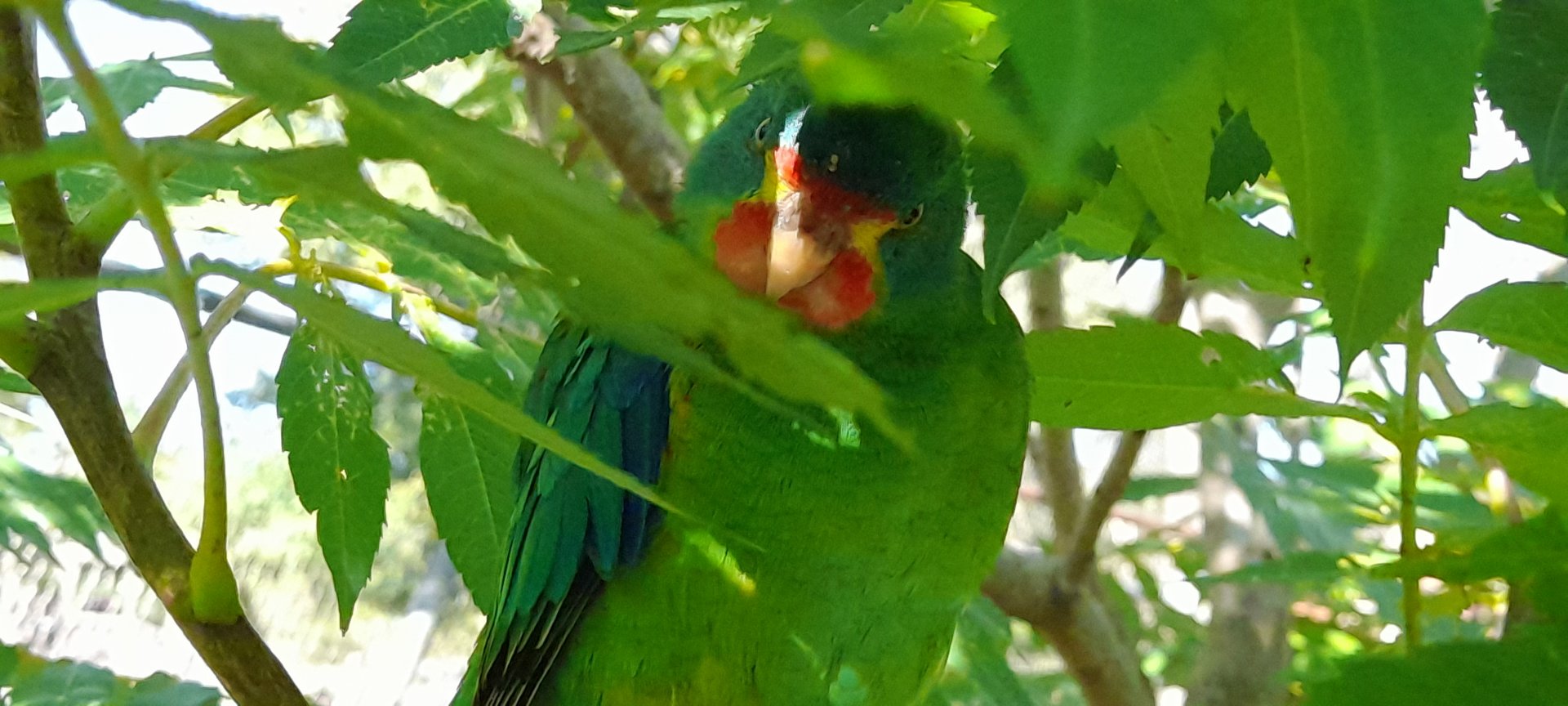 Swift parrot (Lathamus discolor)
