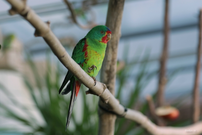 Swift parrot (Lathamus discolor)