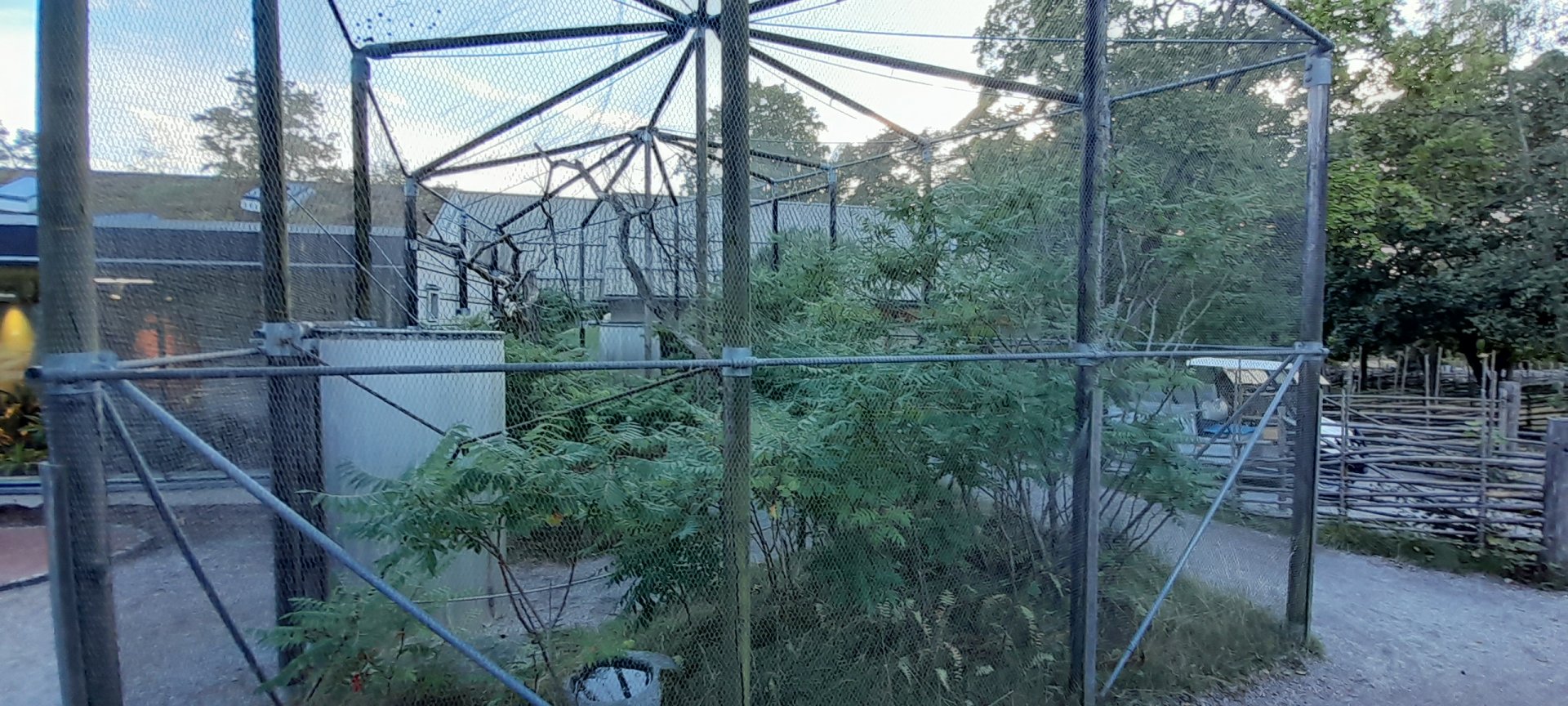 Swift Parrot outdoor aviary