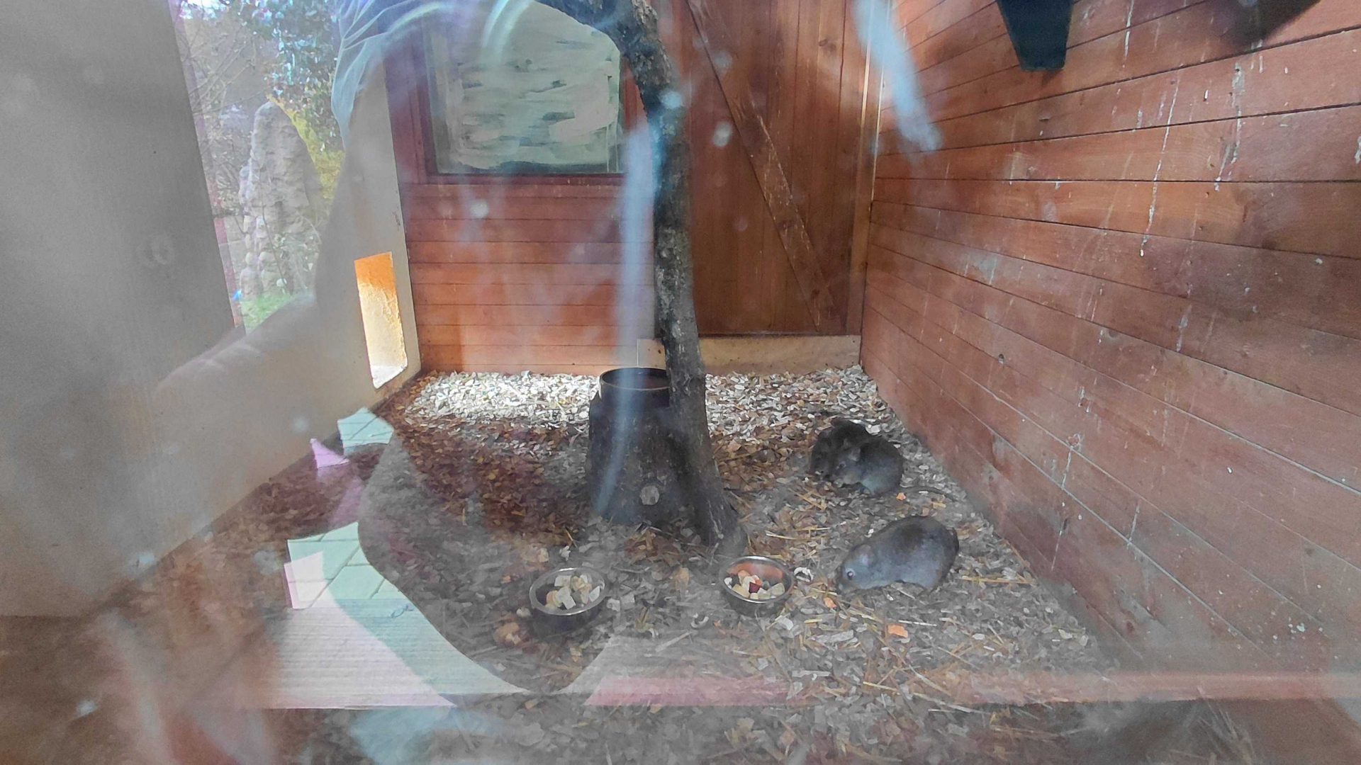 Swift parrot + potoroo indoor exhibit