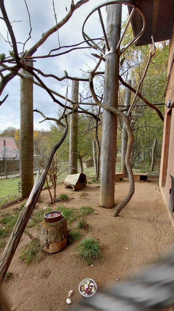 Swift parrot + potoroo outdoor exhibit