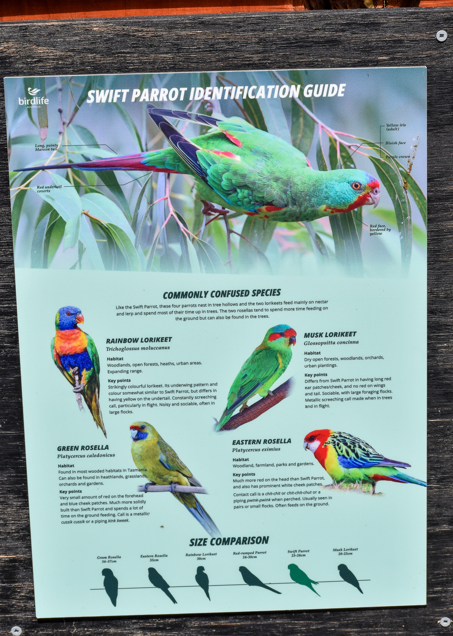 Swift Parrot signage