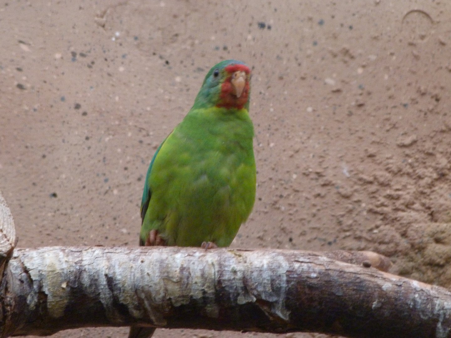 Swift parrot -Zoologischer Garten Berlin (2024)