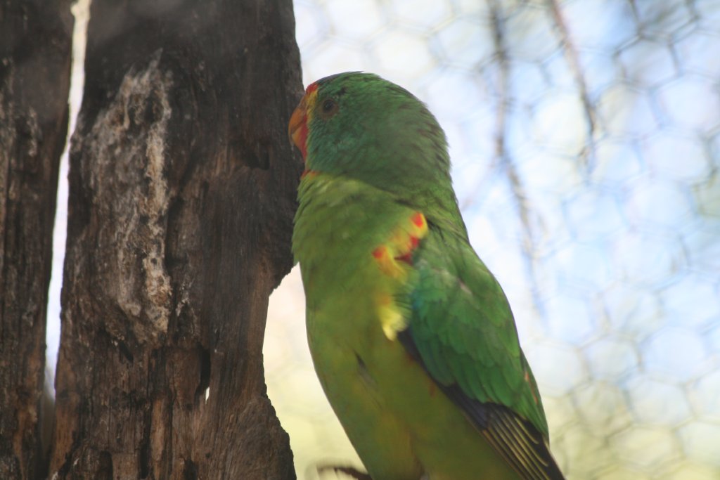 Swift Parrot