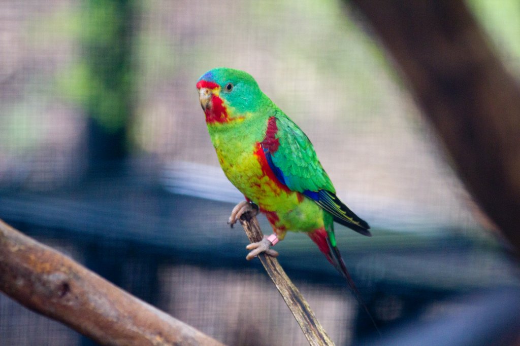 Swift Parrot