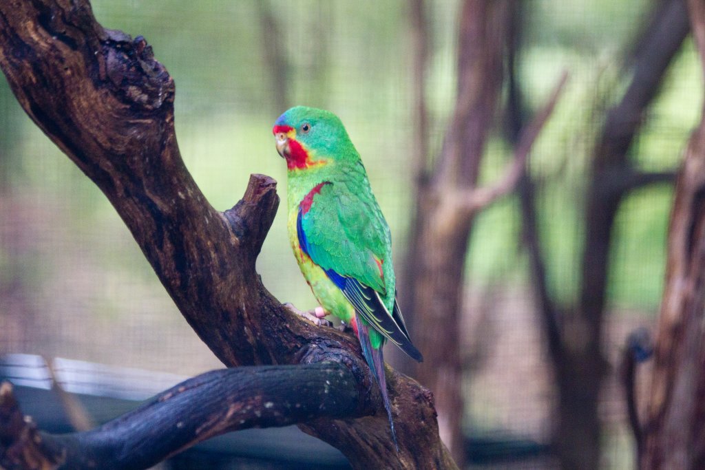 Swift Parrot