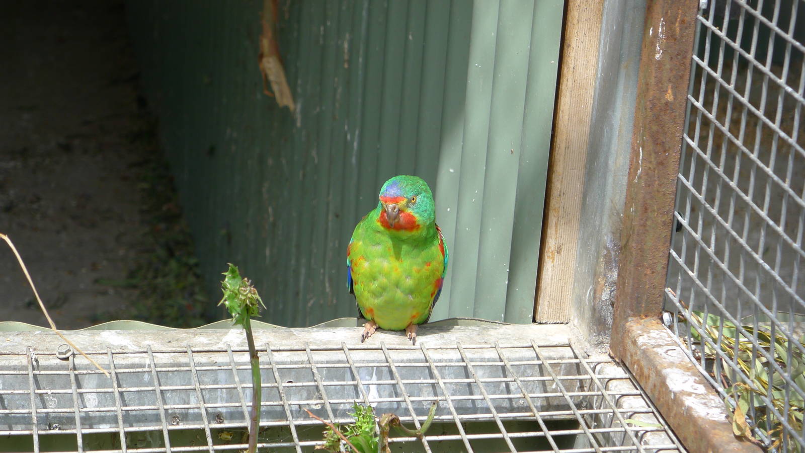 Swift Parrot