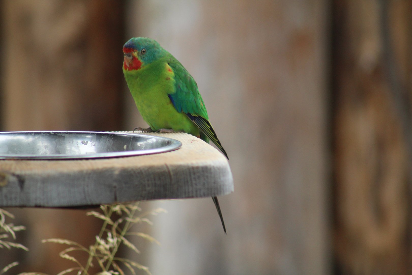Swift Parrot
