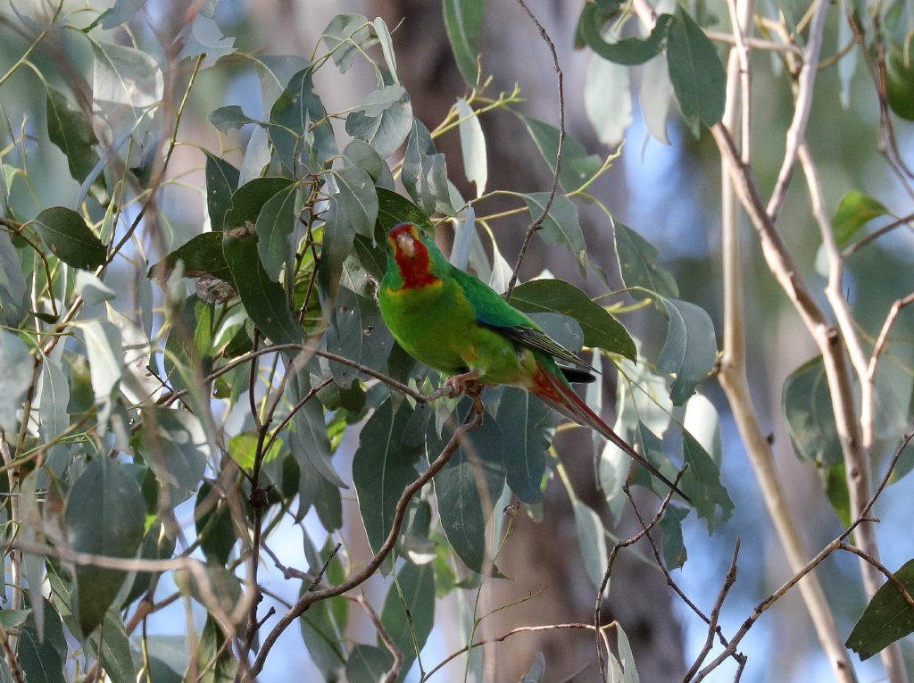 Swift Parrot