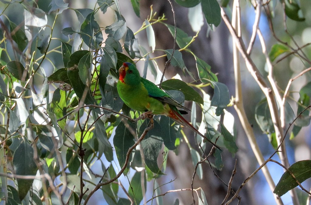 Swift Parrot