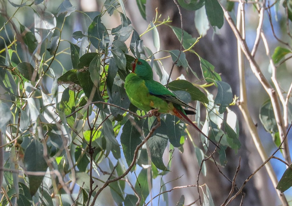 Swift Parrot