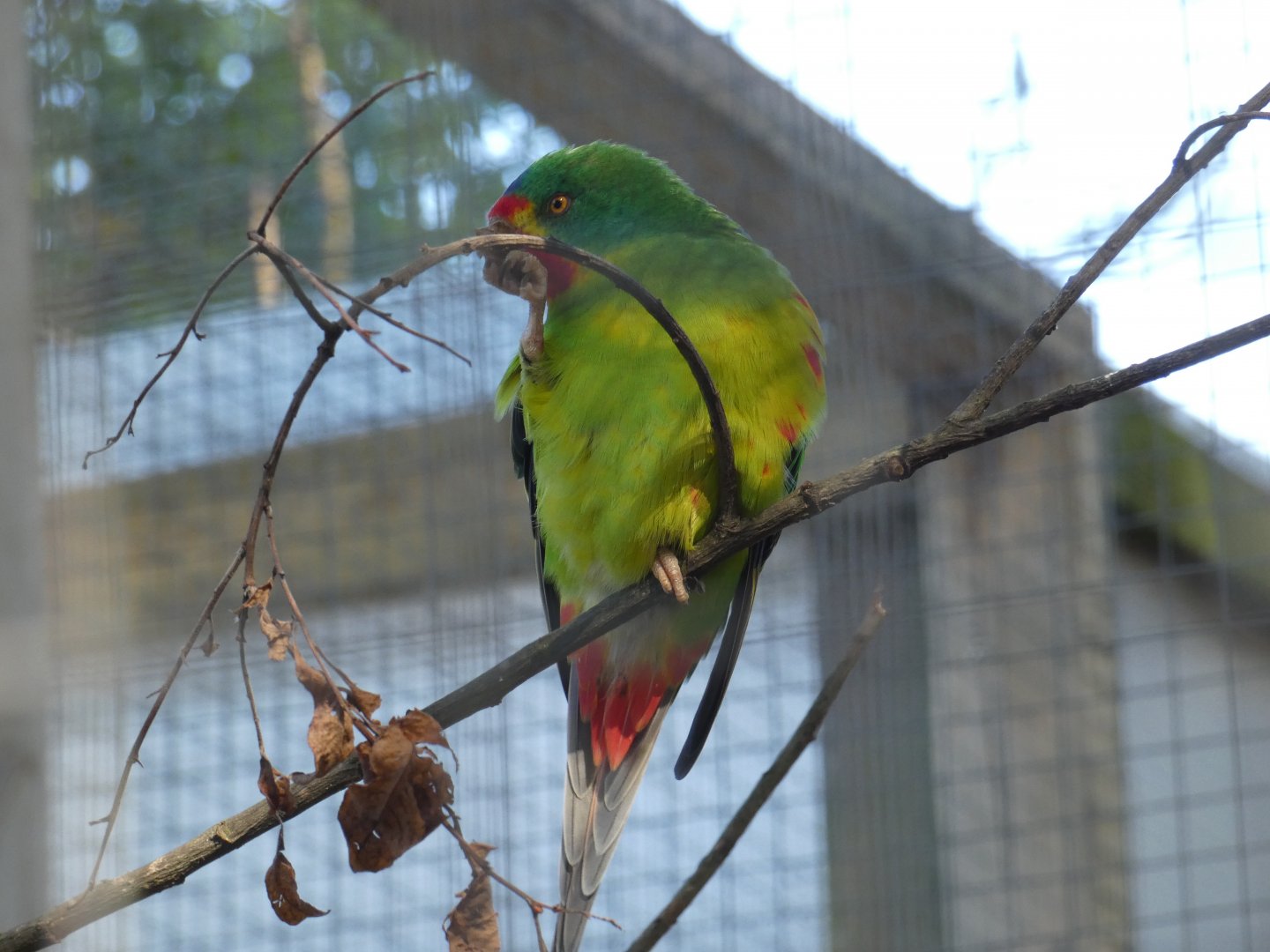 Swift Parrot