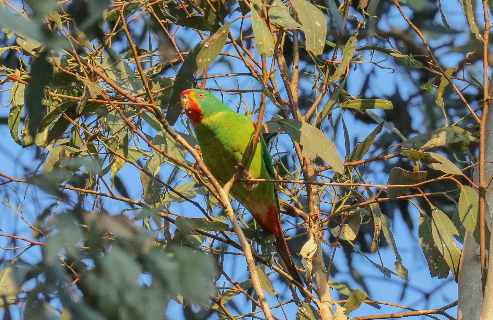 Swift Parrot
