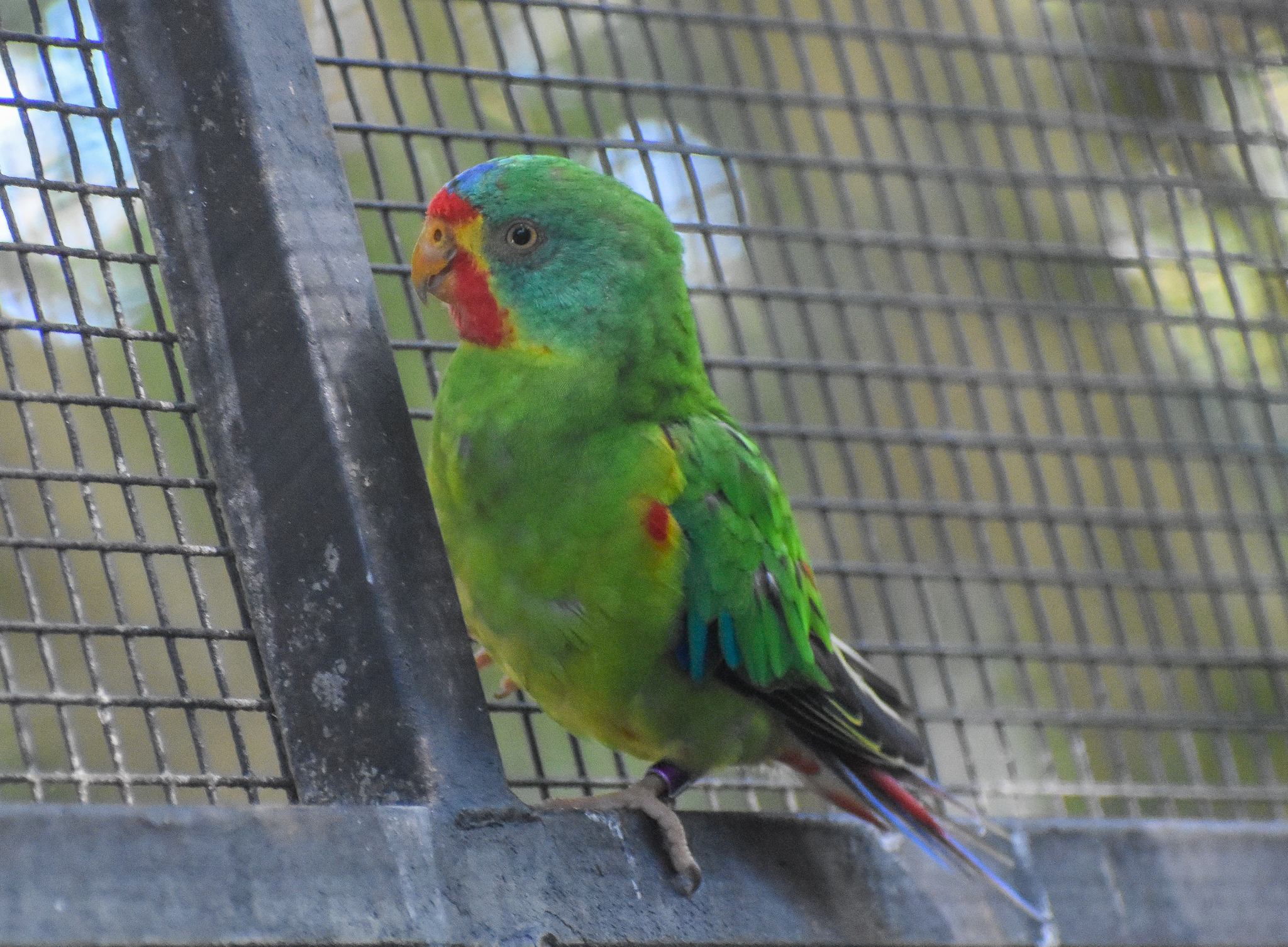 Swift Parrot