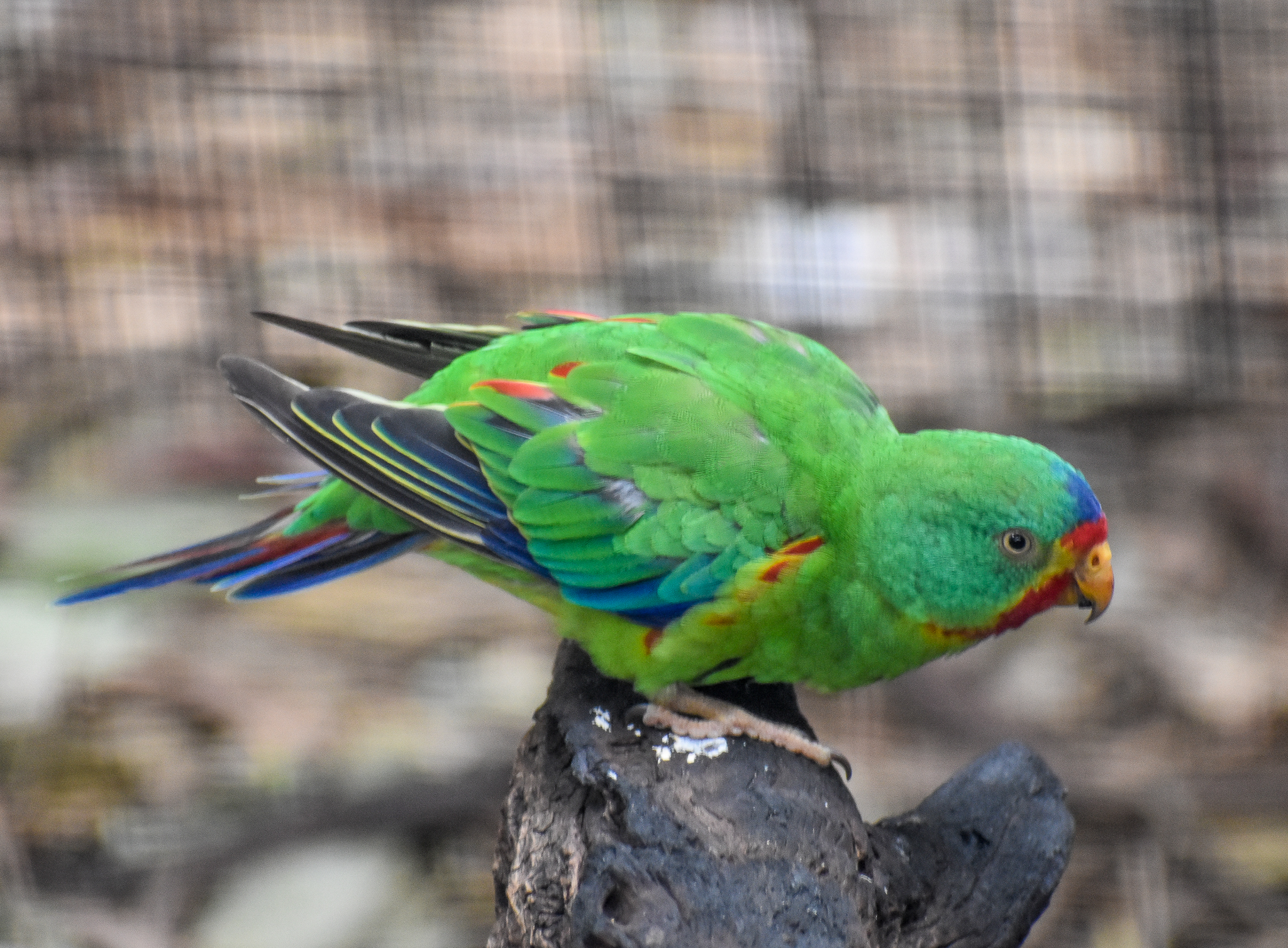 Swift Parrot