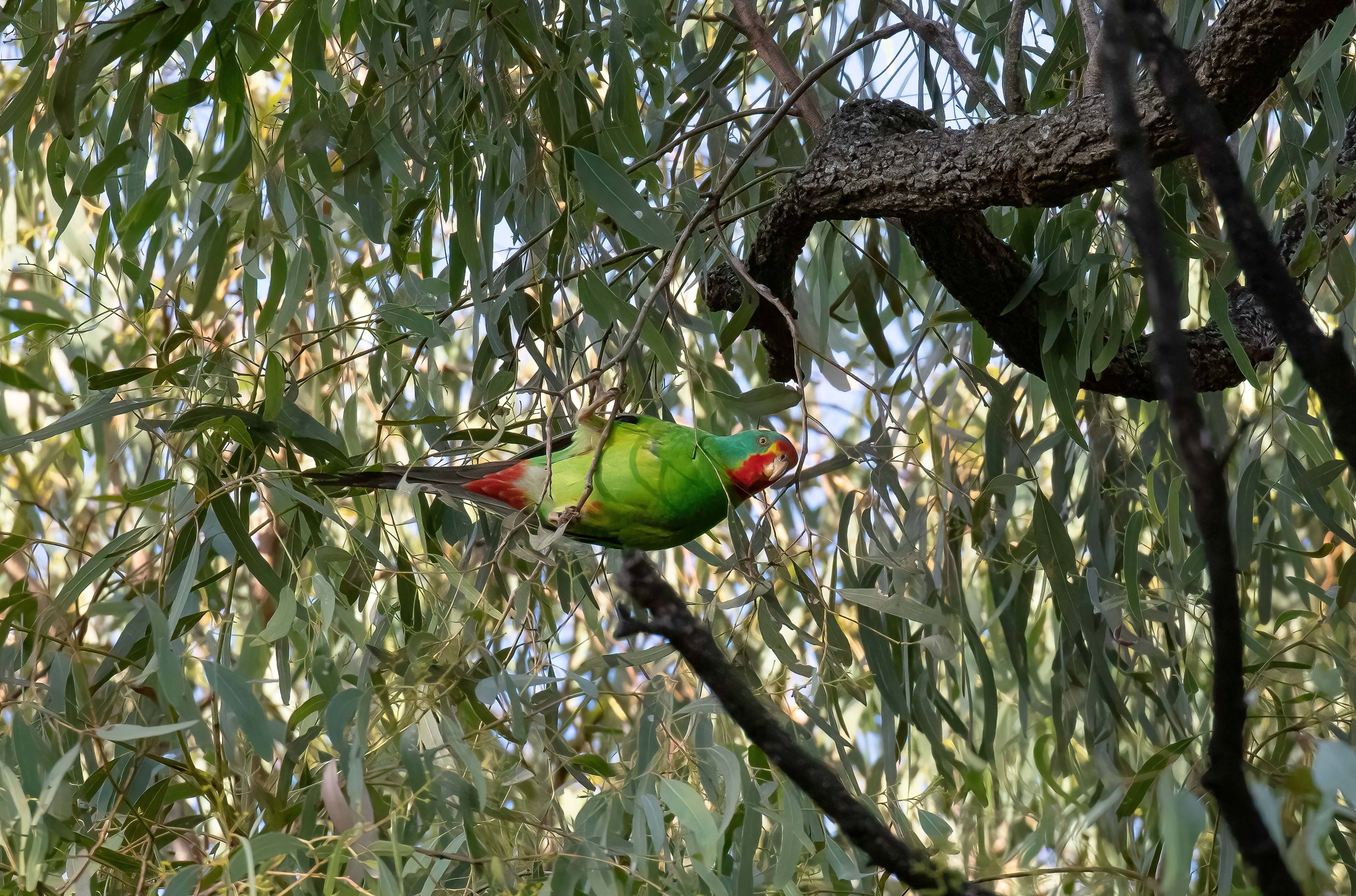 Swift Parrot
