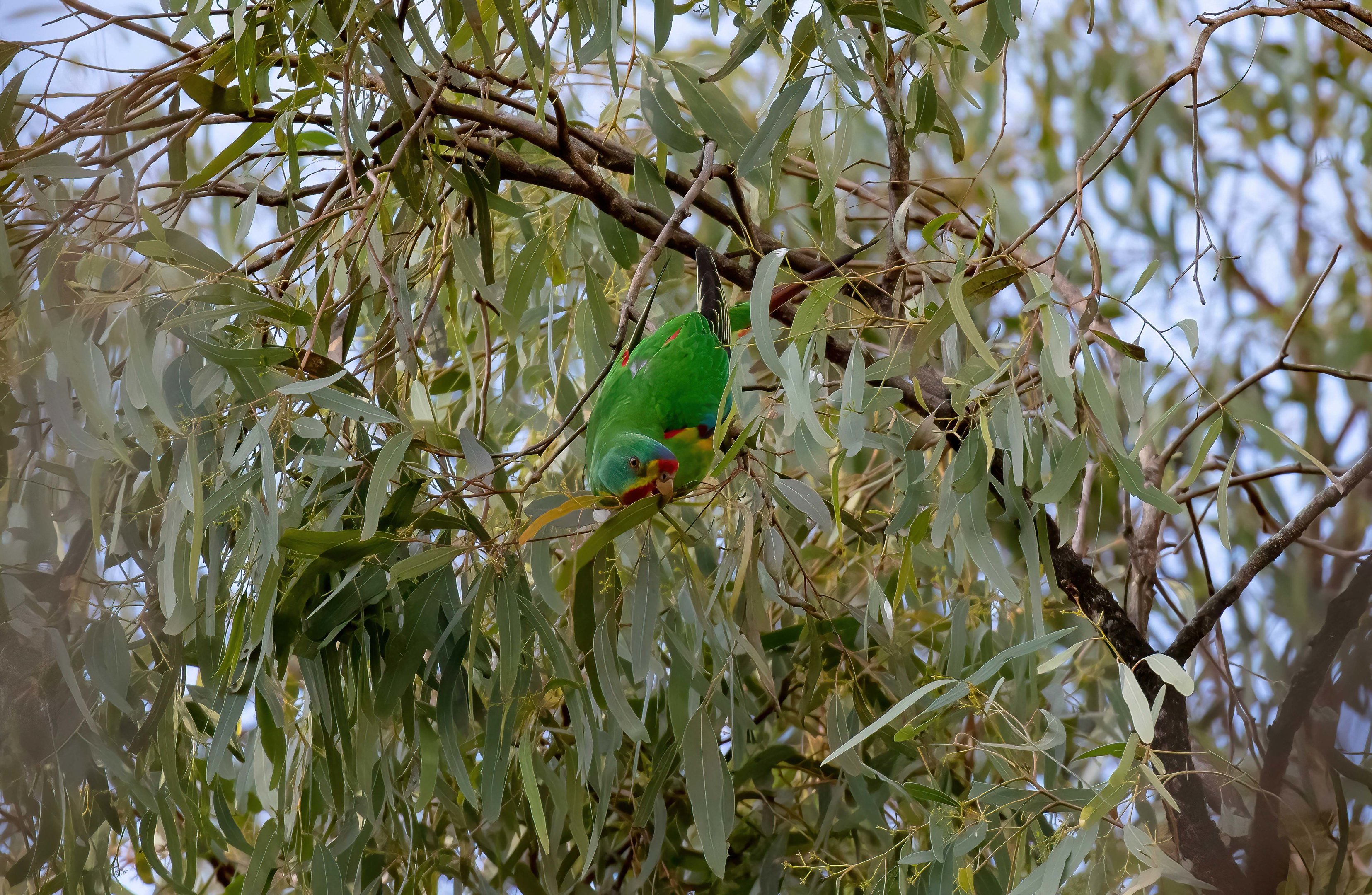 Swift Parrot