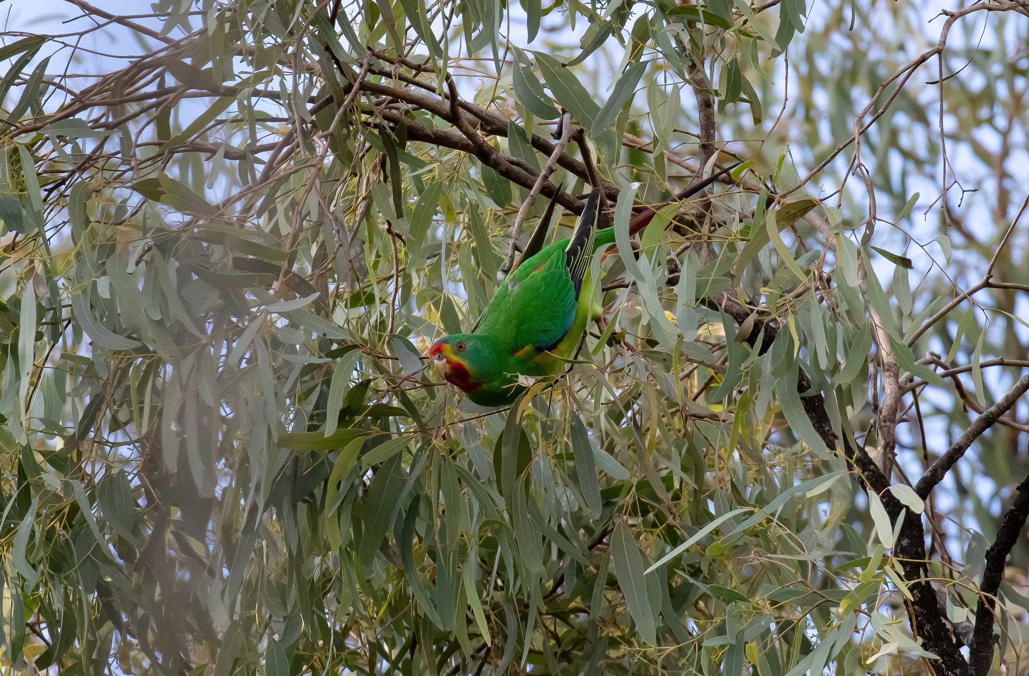 Swift Parrot