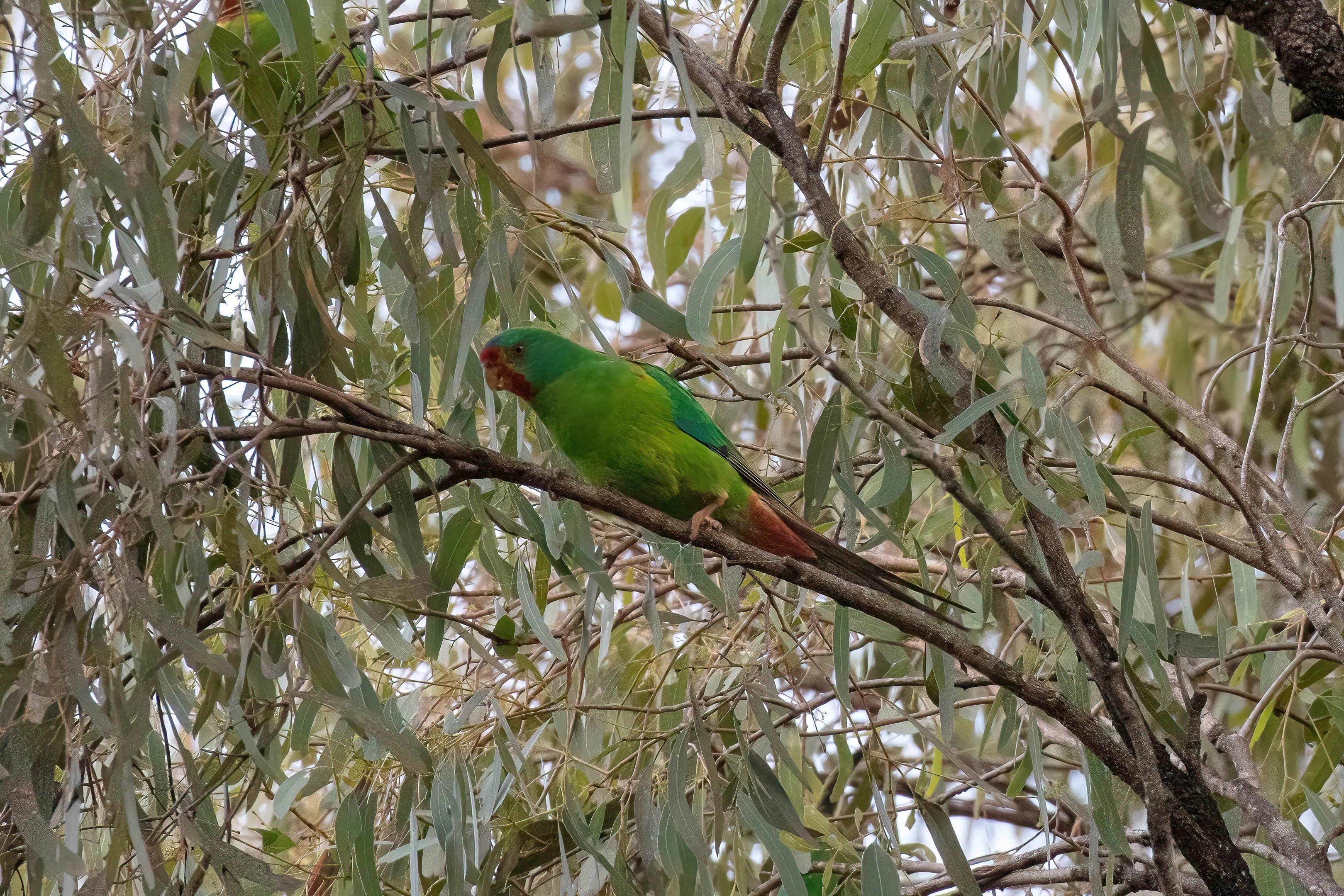 Swift Parrot