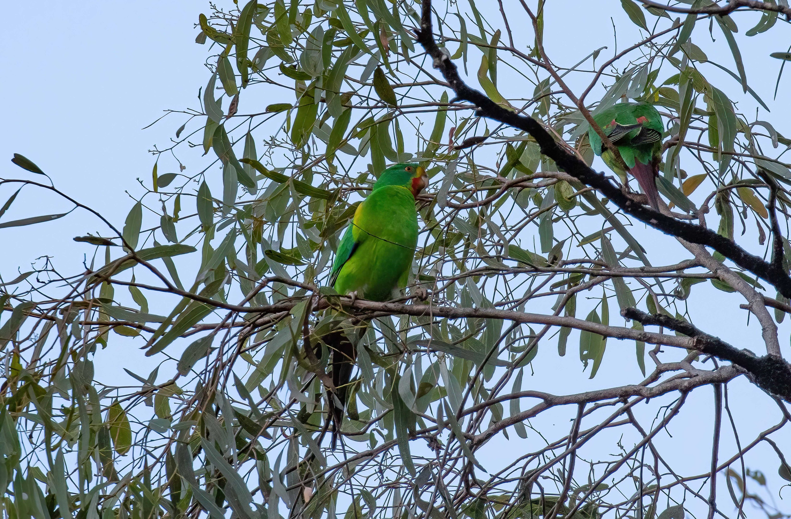 Swift Parrot