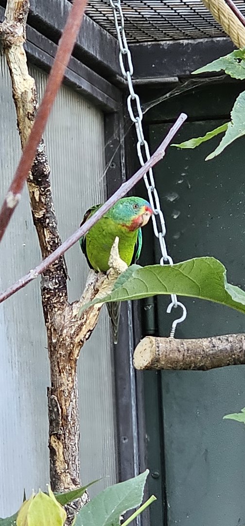 Swift parrot