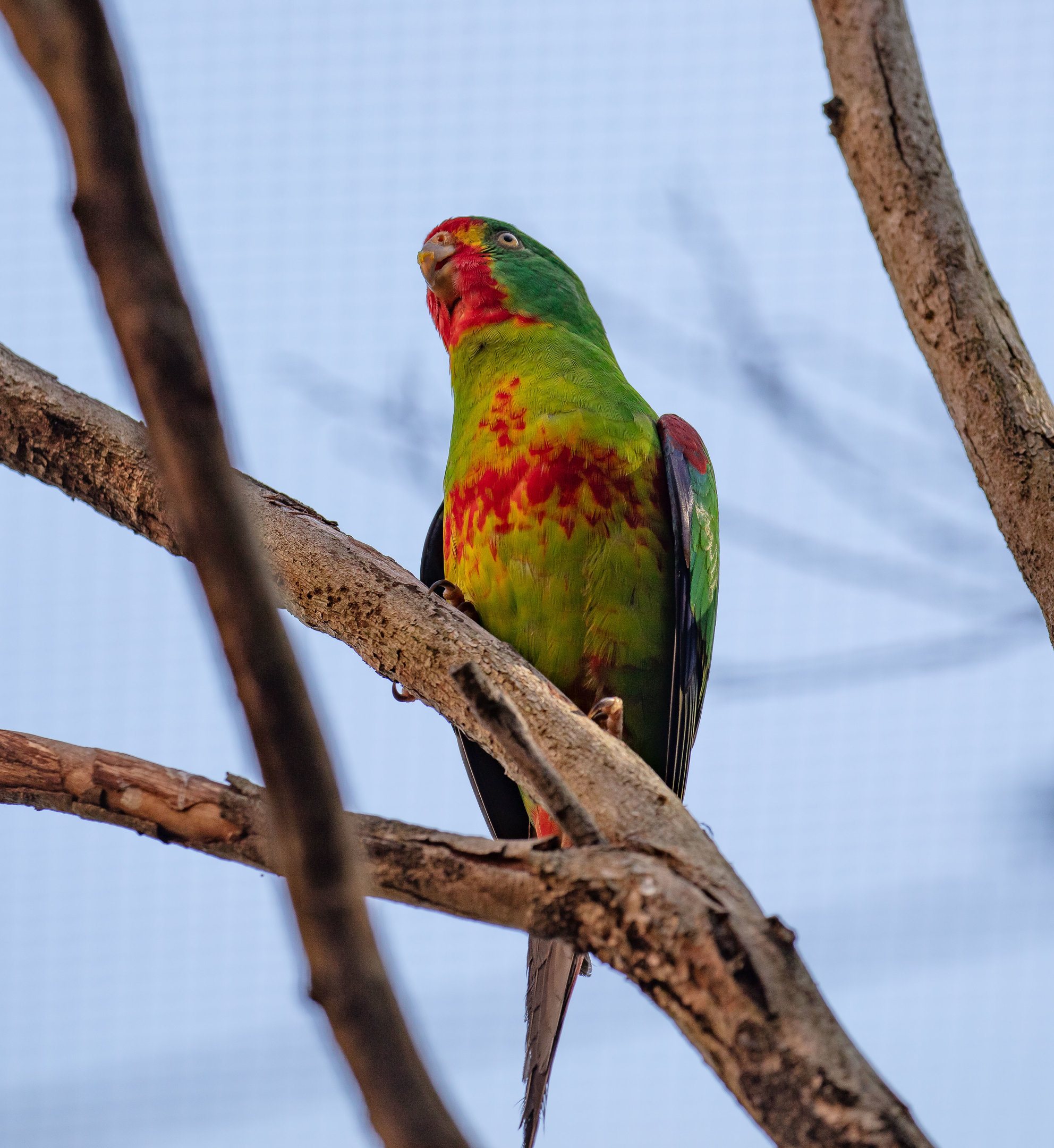 Swift Parrot