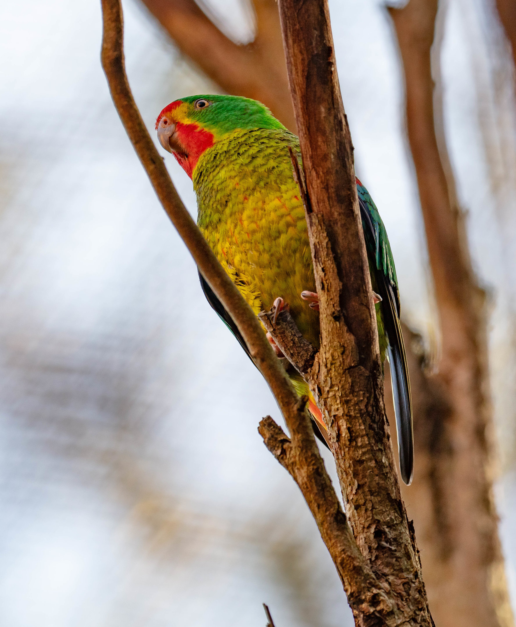 Swift Parrot