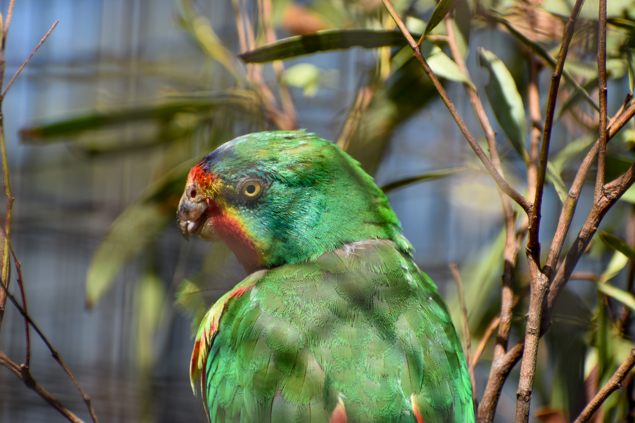 Swift Parrot