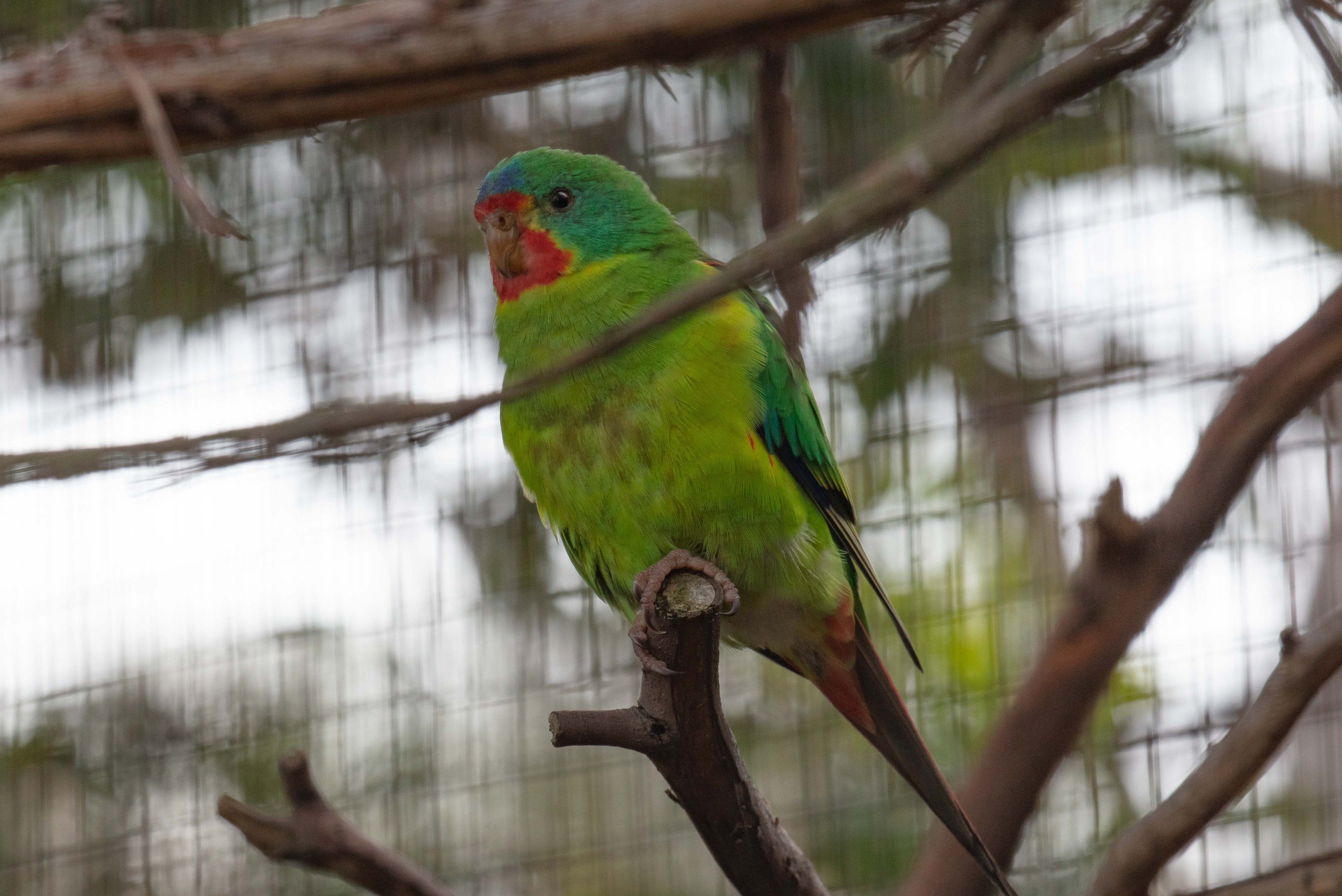 Swift Parrot