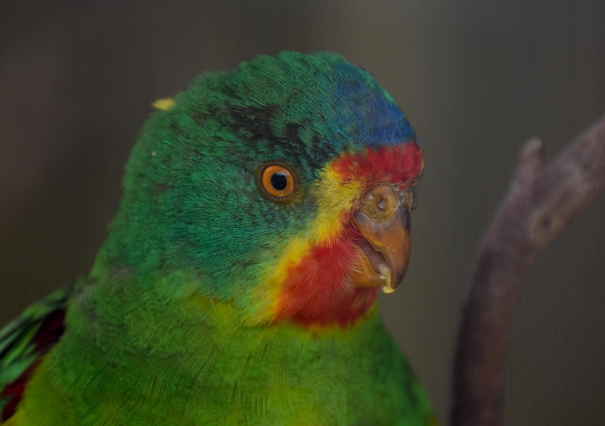 Swift Parrot