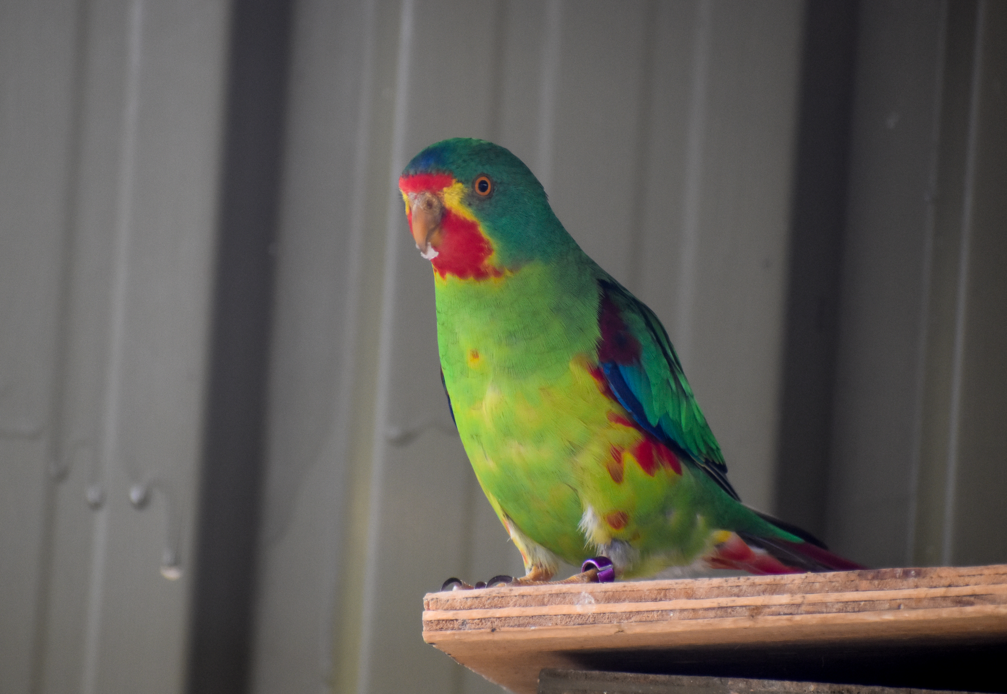 Swift Parrot