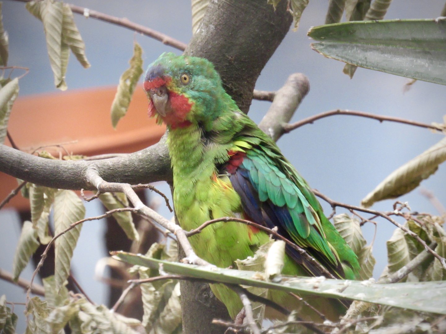 Swift parrot