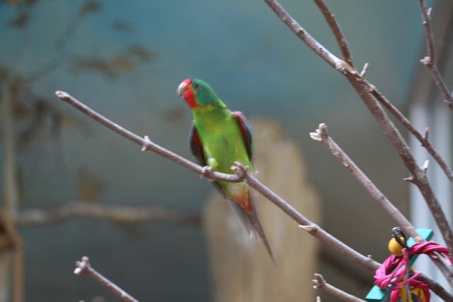 Swift Parrot