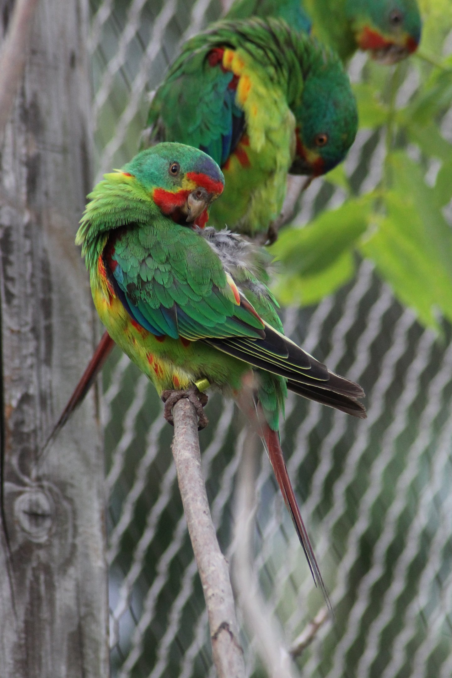 Swift parrots in walk through aviary