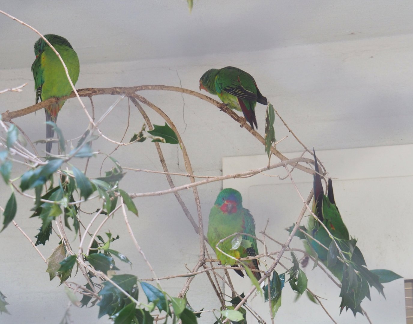 Swift parrots (Lathamus discolor), 2022-05-26