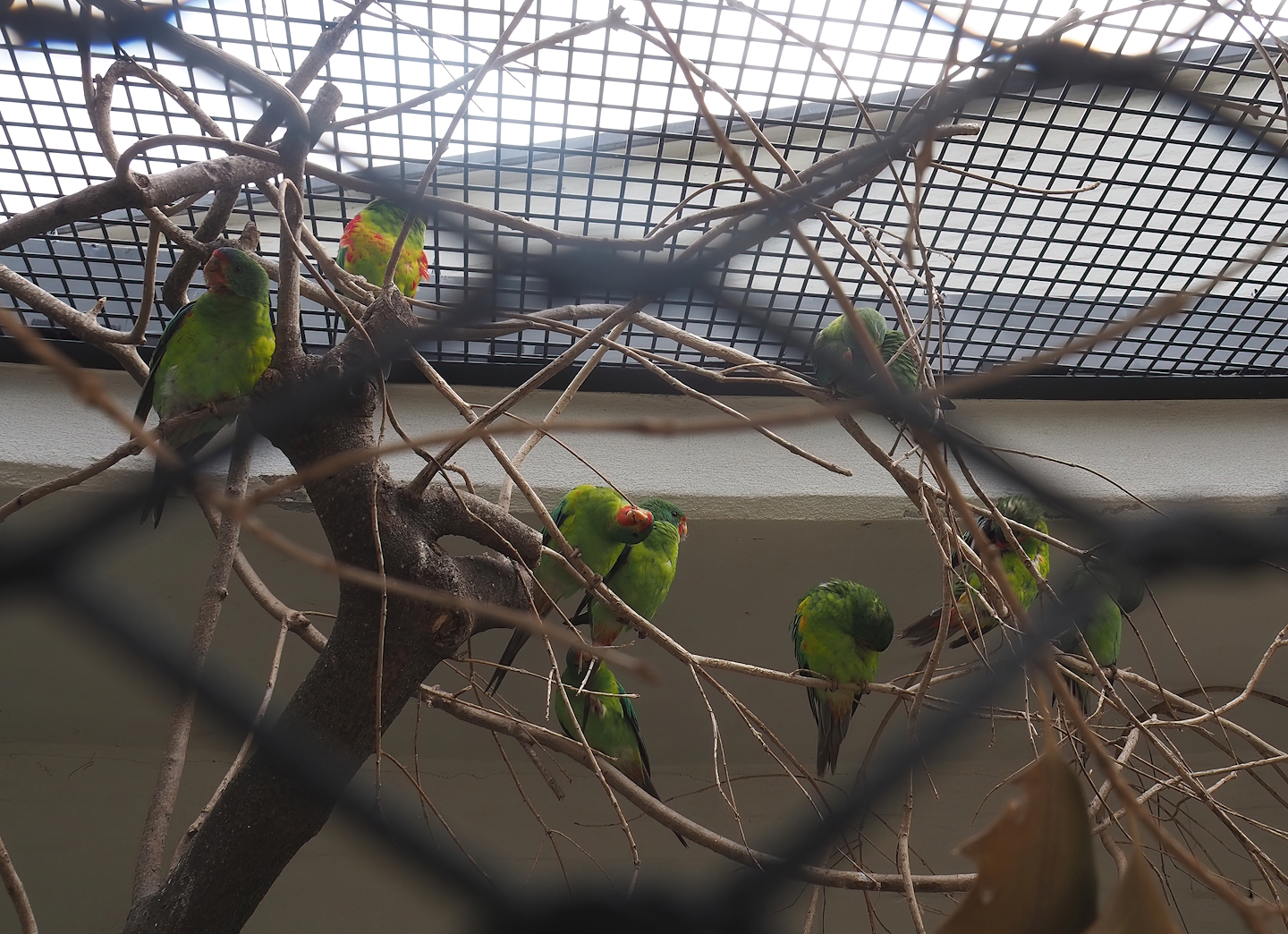 Swift parrots (Lathamus discolor), 2022-07-10