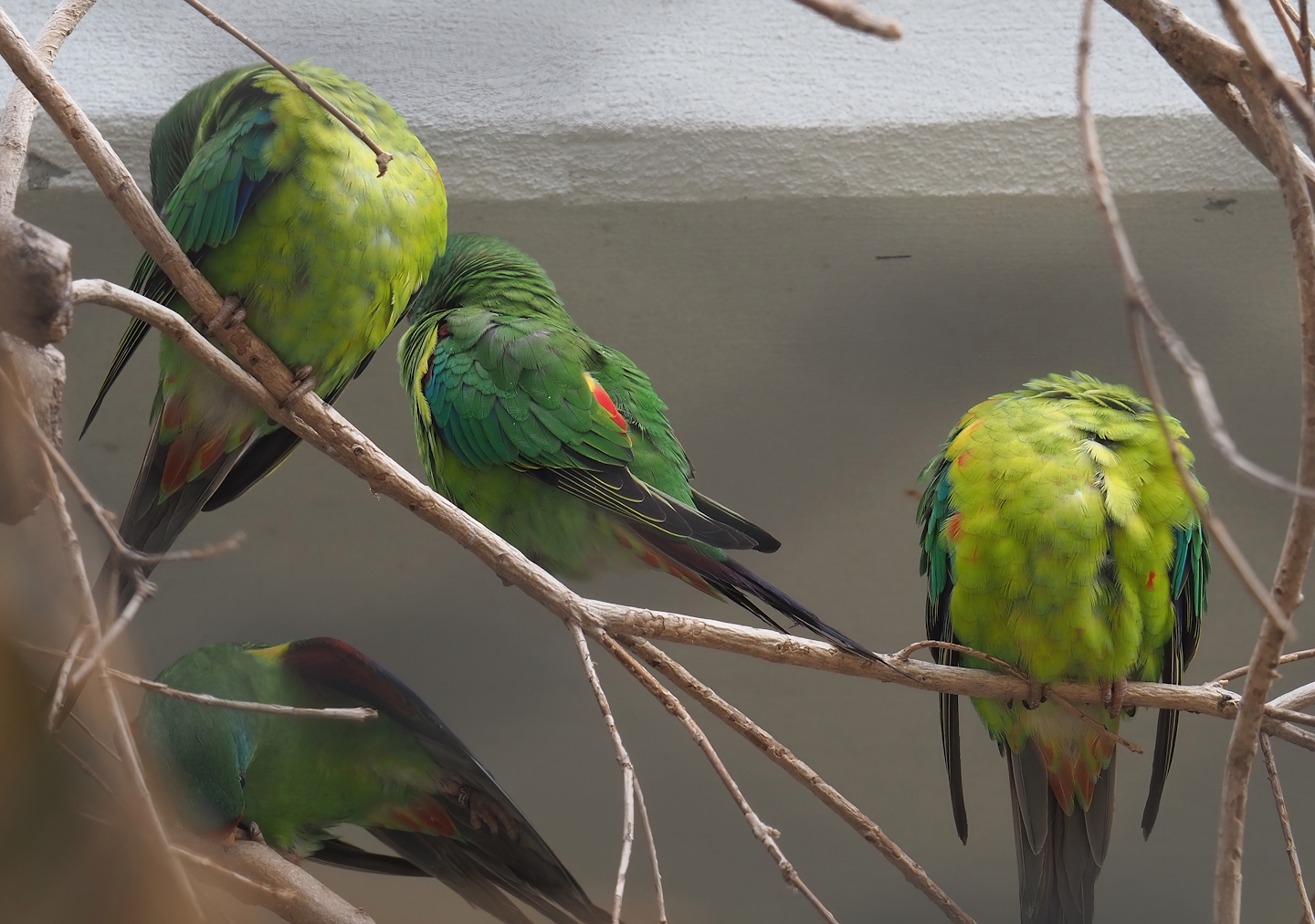 Swift parrots (Lathamus discolor), 2022-07-10