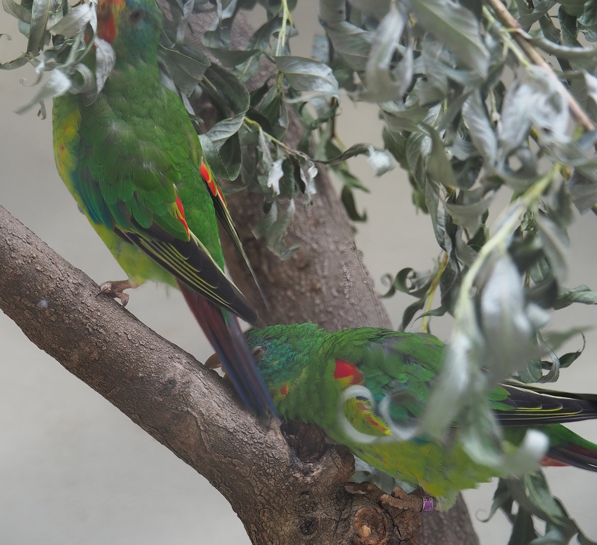 Swift parrots (Lathamus discolor), 2022-07-10