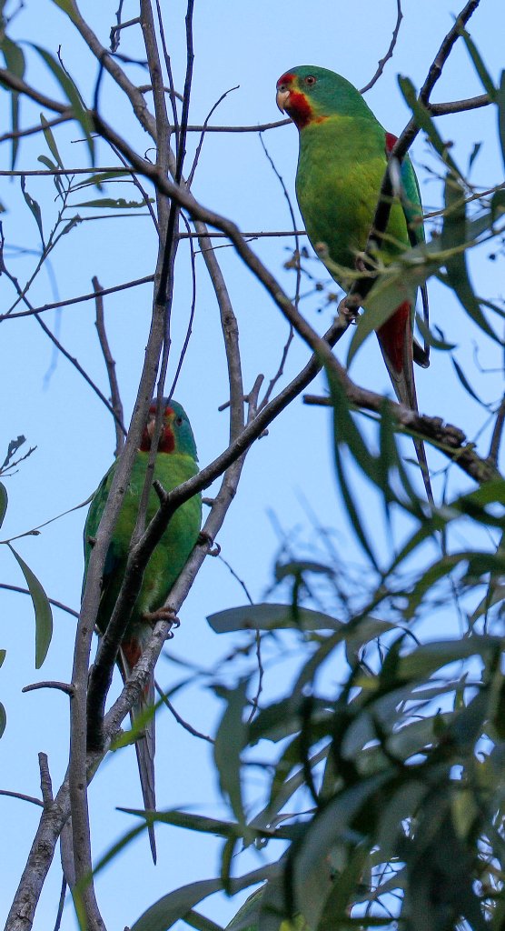Swift Parrots