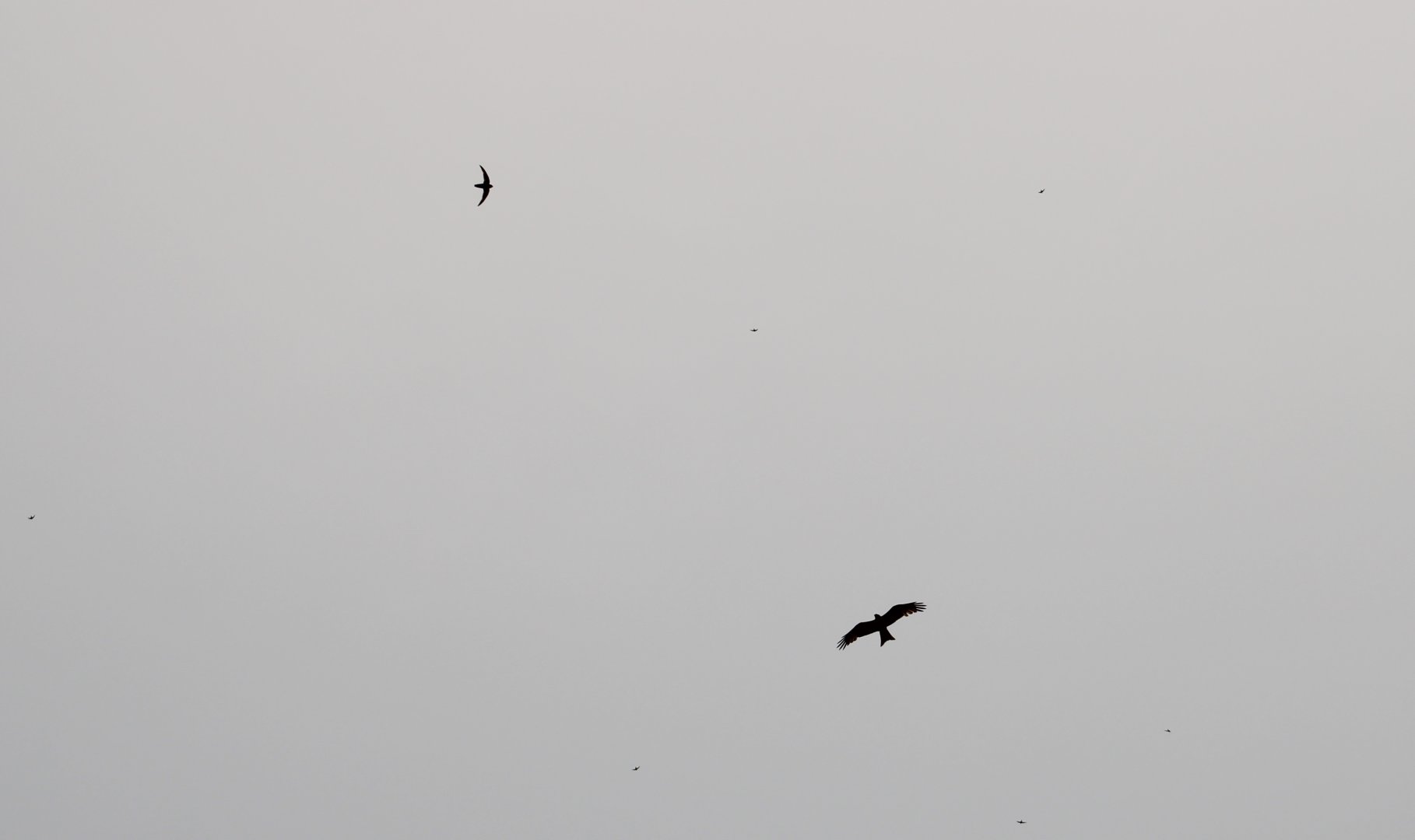 Swift-species and Black kite