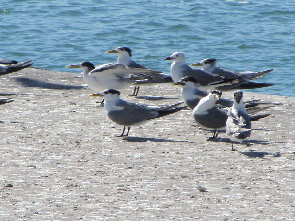 Swift Terns and Hartlaub's Gull