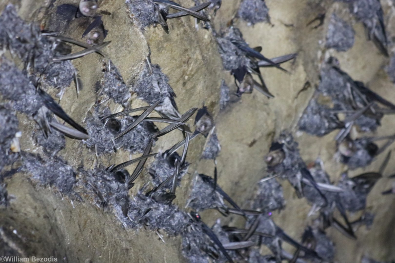 Swiftlets and Bats - Gomantong