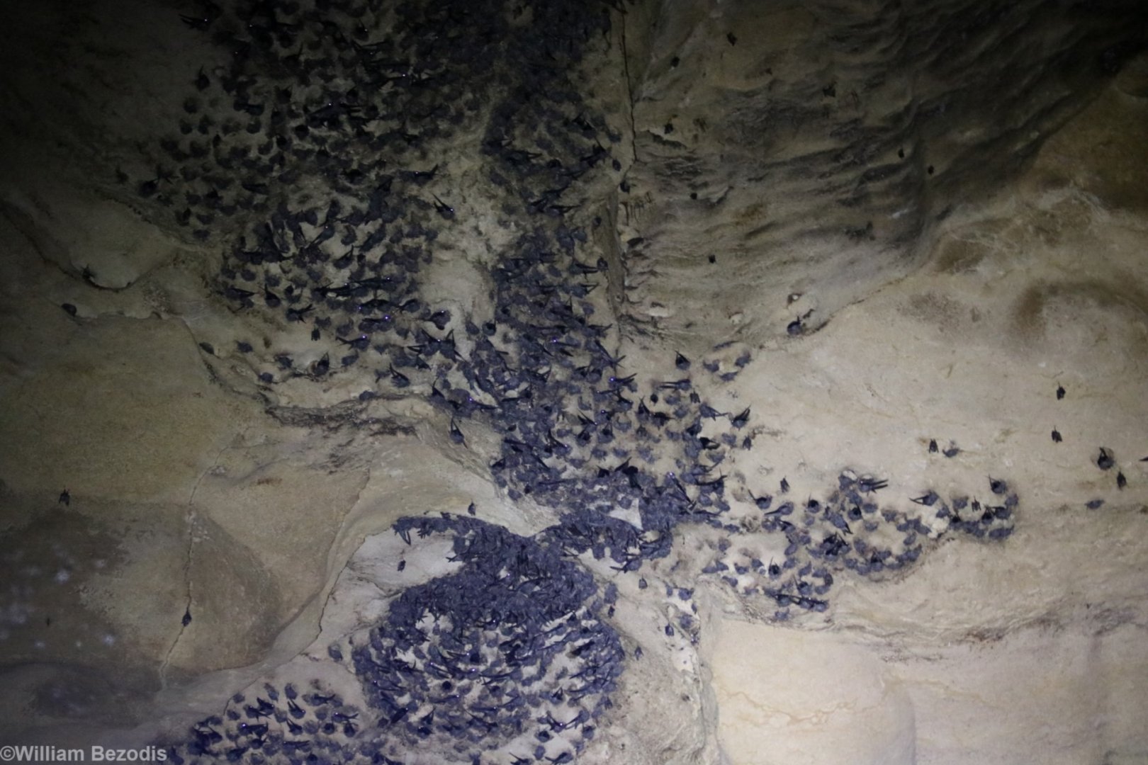 Swiftlets - Gomantong