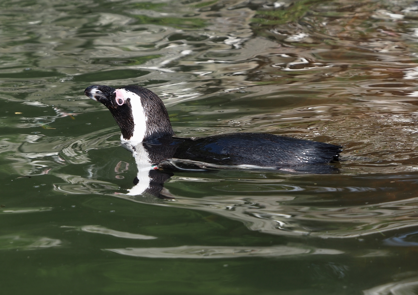Swimming African penguin (Spheniscus demersus), 2025-05-17
