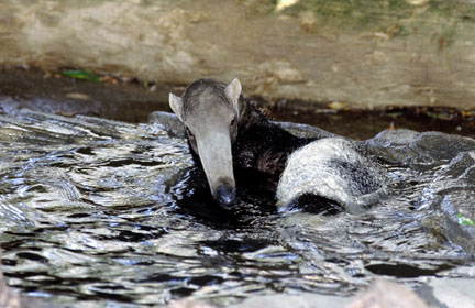 swimming anteater at San Diego