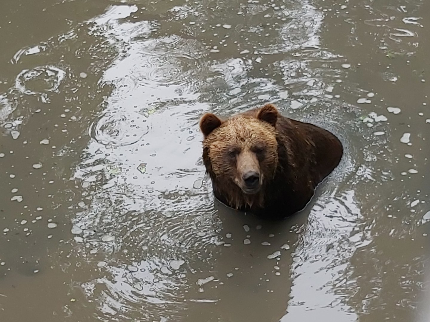 Swimming bear