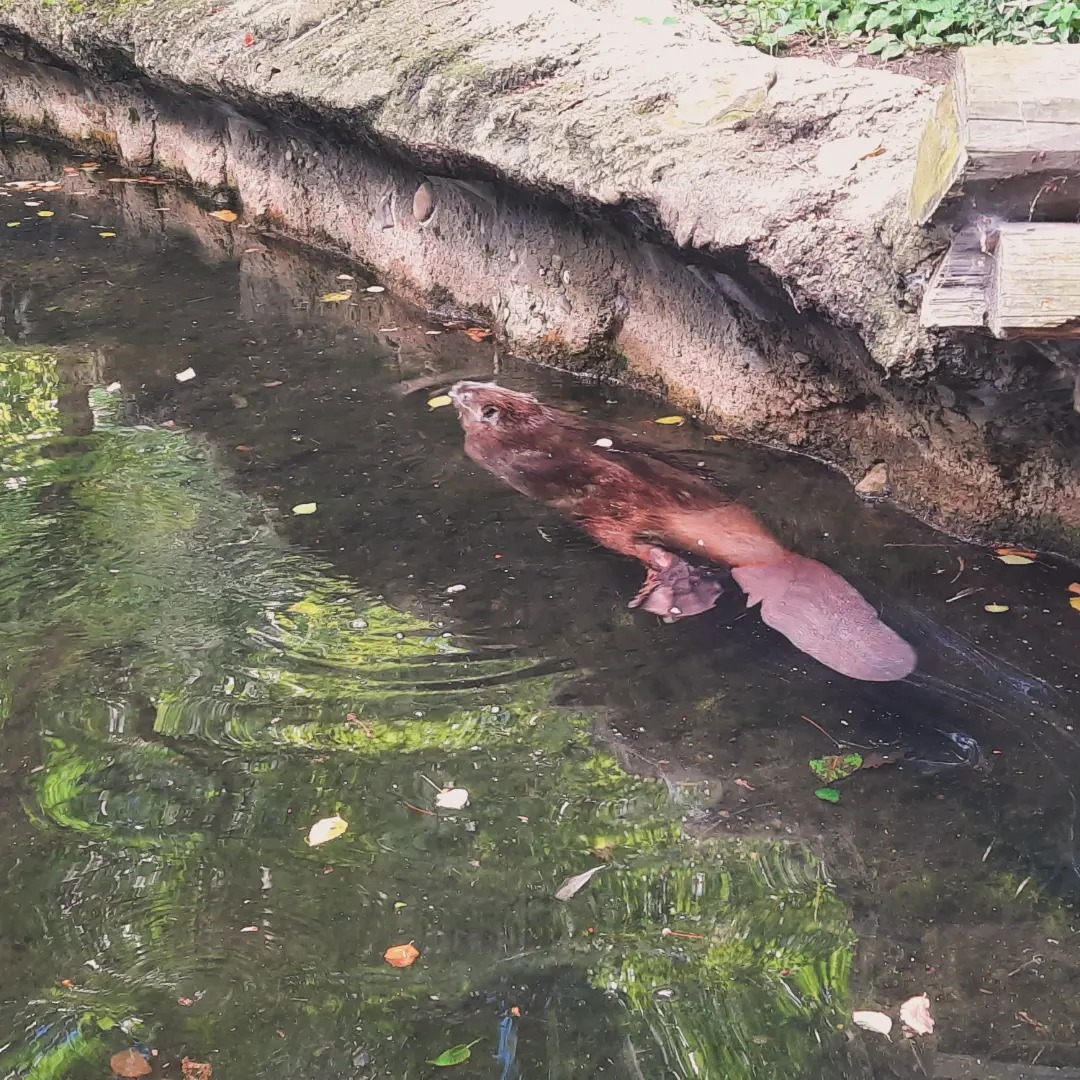 Swimming Beaver