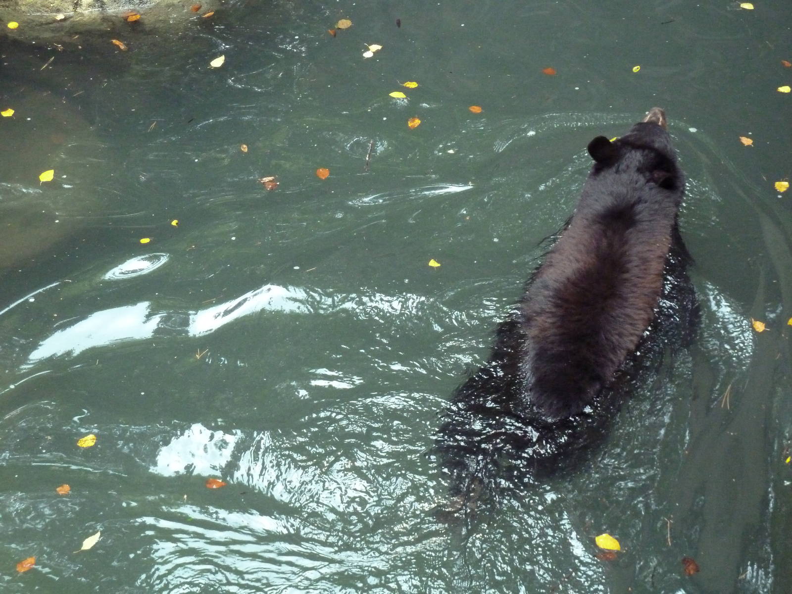 Swimming Black Bear