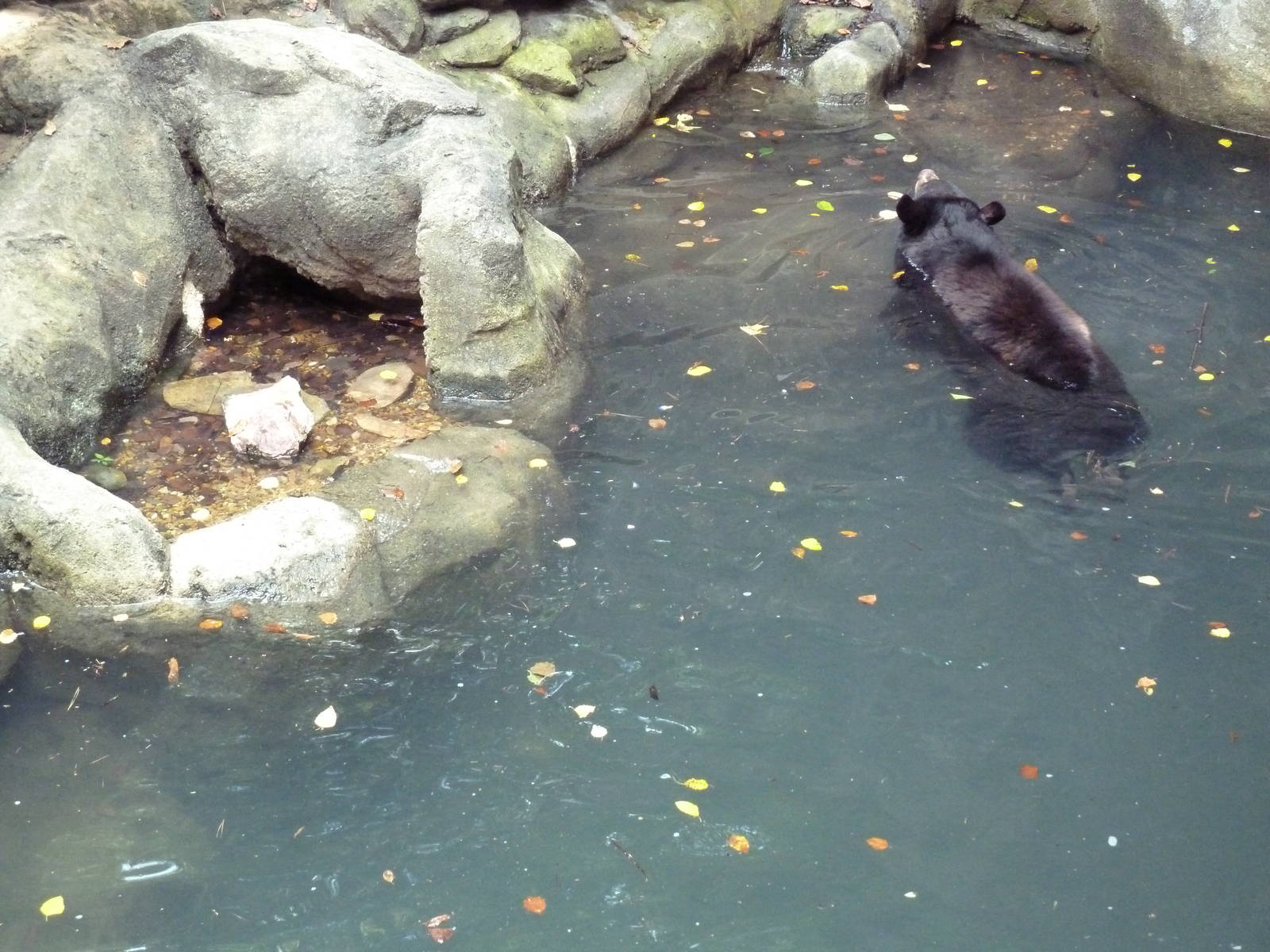 Swimming Black Bear